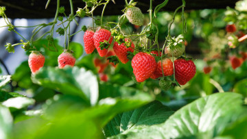 обоя природа, ягоды, клубника