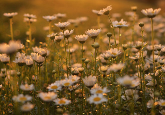 Картинка цветы ромашки