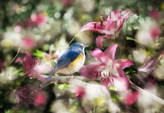 Картинка животные птицы птица