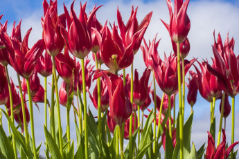 Картинка цветы тюльпаны