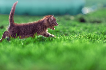 Картинка животные коты котёнок