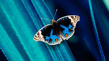 Картинка животные бабочки +мотыльки +моли бабочка