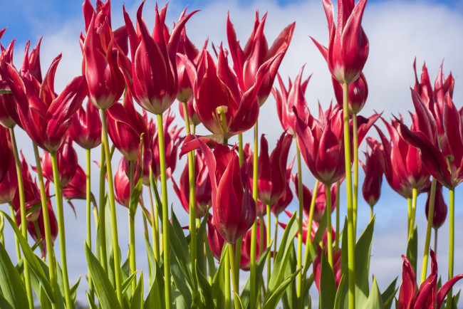 Обои картинки фото цветы, тюльпаны