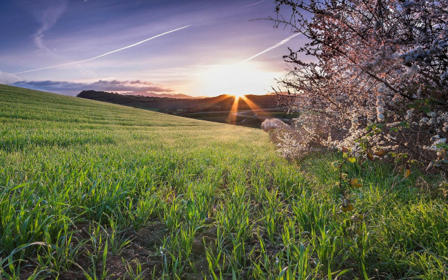 Обои картинки фото природа, поля, деревья, цветение, поле, восход