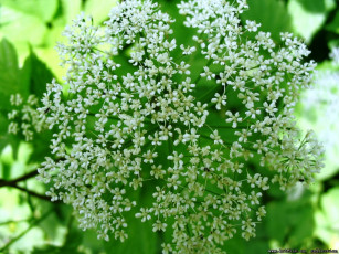 обоя цветы, луговые, полевые