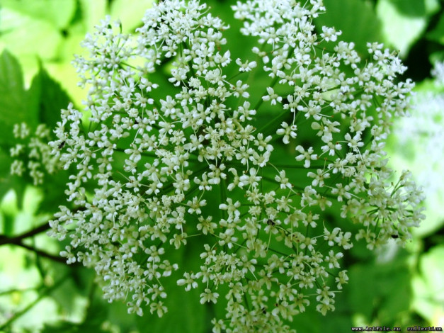 Обои картинки фото цветы, луговые, полевые