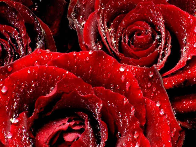 Обои картинки фото цветы, розы