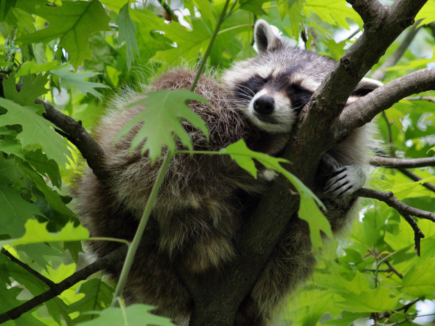 Обои картинки фото животные, еноты