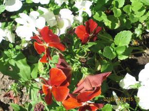 Картинка цветы анютины глазки садовые фиалки