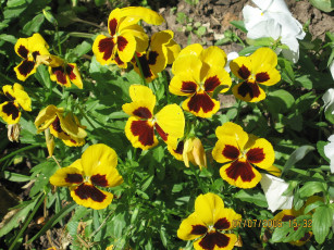 Картинка цветы анютины глазки садовые фиалки