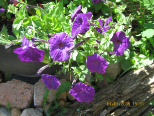 Картинка цветы петунии калибрахоа