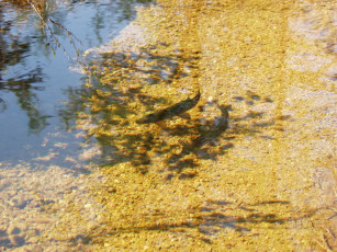 Картинка фотографии геологов амакинской грэ алроса животные рыбы