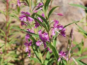 Картинка фотографии геологов амакинской грэ алроса цветы