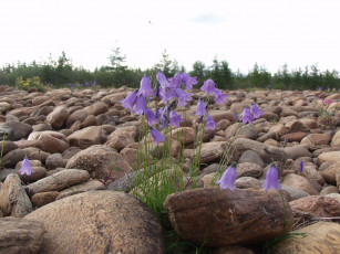 Картинка фотографии геологов амакинской грэ алроса цветы колокольчики