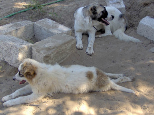 Картинка животные собаки