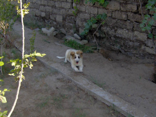 Картинка животные собаки