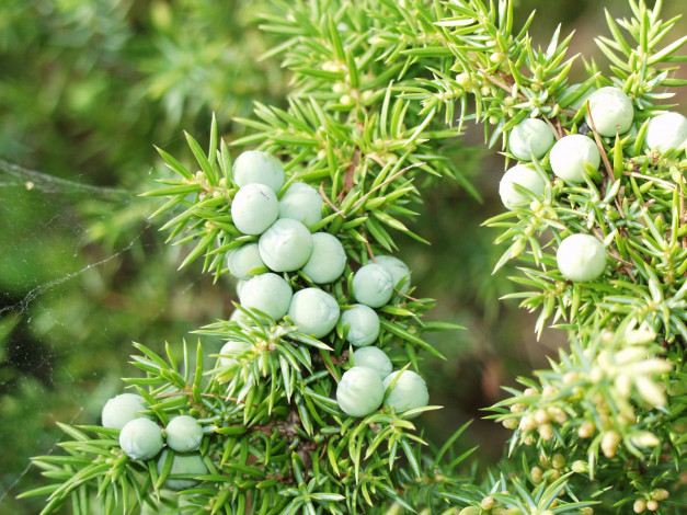 Обои картинки фото 