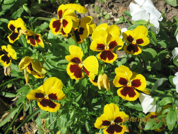 Обои картинки фото цветы, анютины, глазки, садовые, фиалки