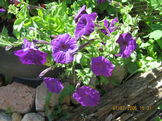 Обои картинки фото цветы, петунии, калибрахоа