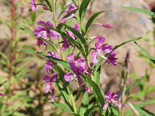 Обои картинки фото фотографии, геологов, амакинской, грэ, алроса, цветы