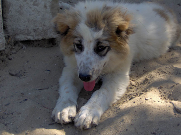 Обои картинки фото животные, собаки