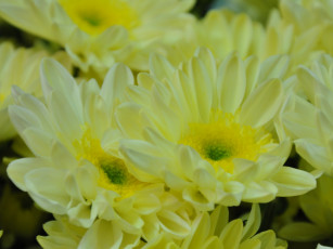 обоя цветы, хризантемы