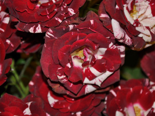 Картинка цветы розы