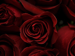 Картинка цветы розы