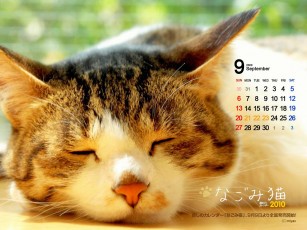 обоя календари, животные