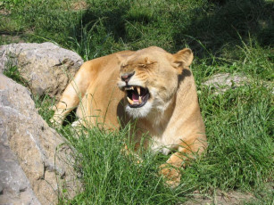 Картинка животные львы