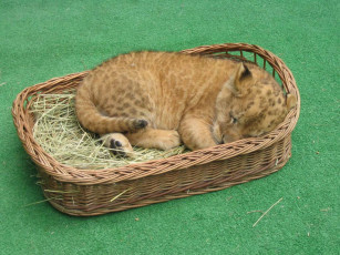 Картинка животные львы