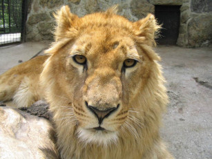 Картинка животные львы