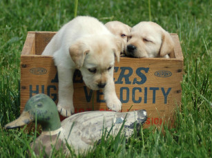 Картинка животные собаки