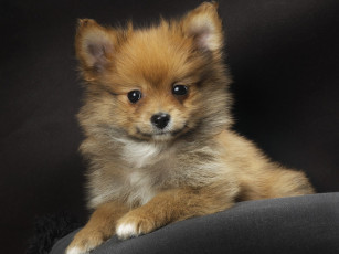 Картинка животные собаки