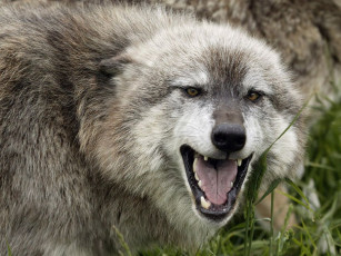 Картинка животные волки