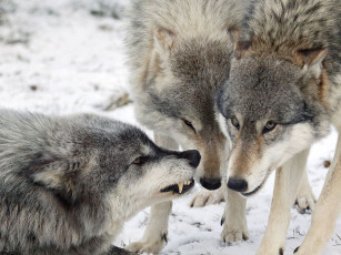 Картинка животные волки