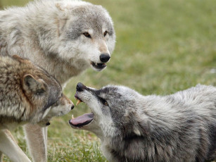 Картинка животные волки