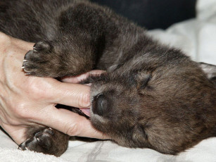 Картинка животные волки