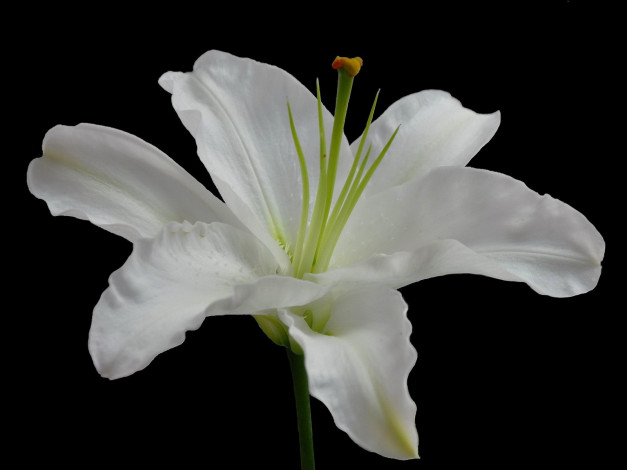 Обои картинки фото цветы, лилии, лилейники