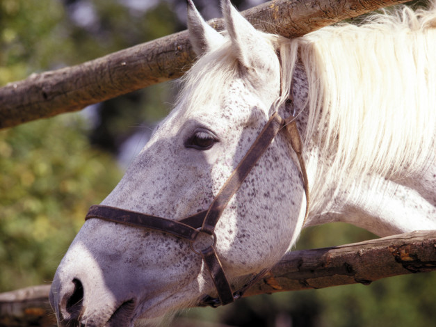 Обои картинки фото животные, лошади