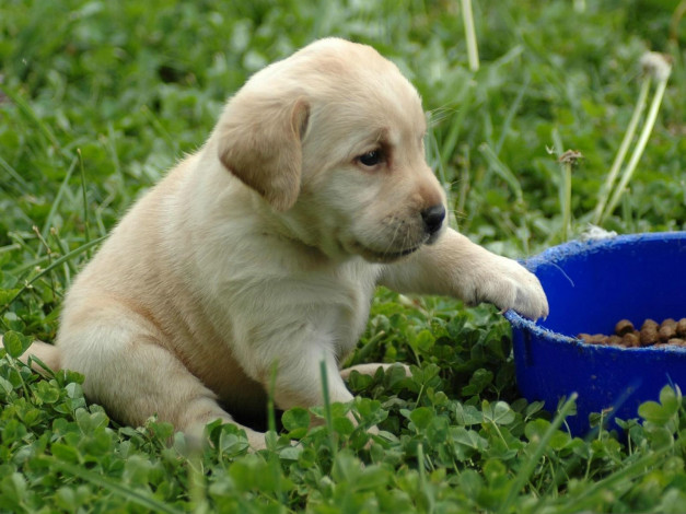 Обои картинки фото животные, собаки