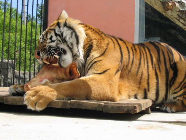 Обои картинки фото животные, тигры