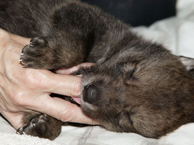 Обои картинки фото животные, волки