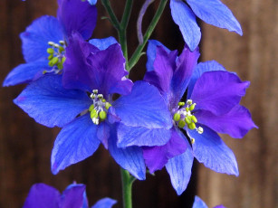 Картинка цветы дельфиниум лепестки