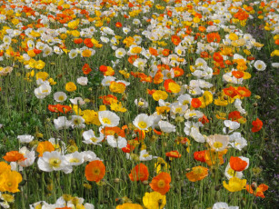 Картинка цветы маки лепестки