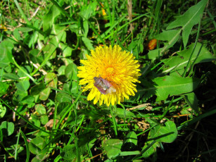 Картинка цветы одуванчики жёлтые лепестки