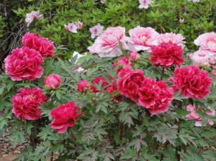 Картинка цветы пионы лепестки листья