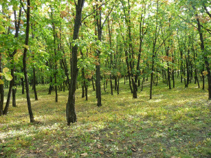 Картинка природа лес