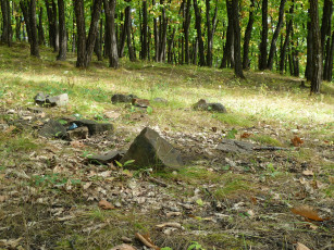 Картинка природа лес