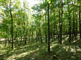 Картинка природа лес